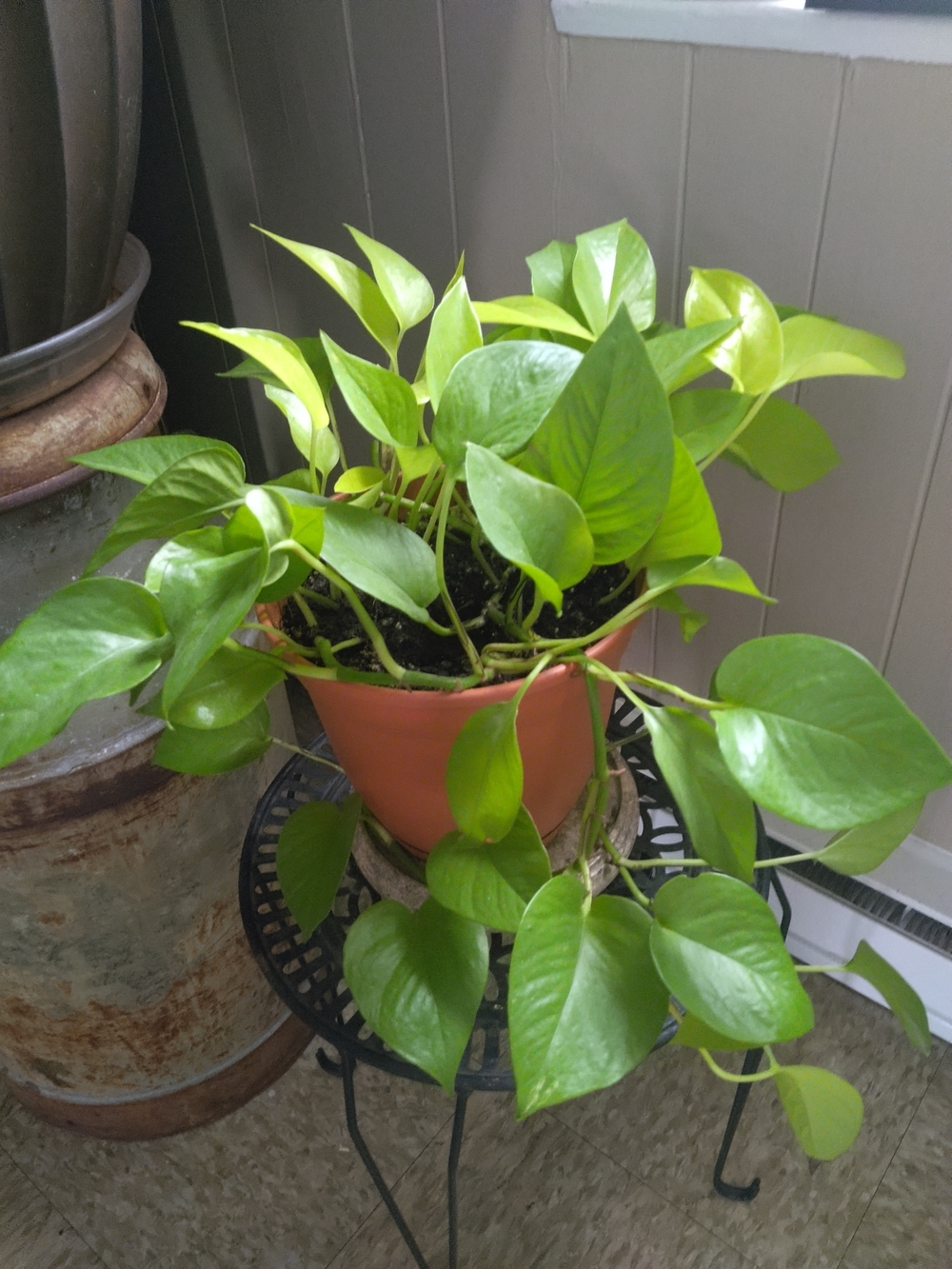 Neon Green Pothos Propagated Clipping